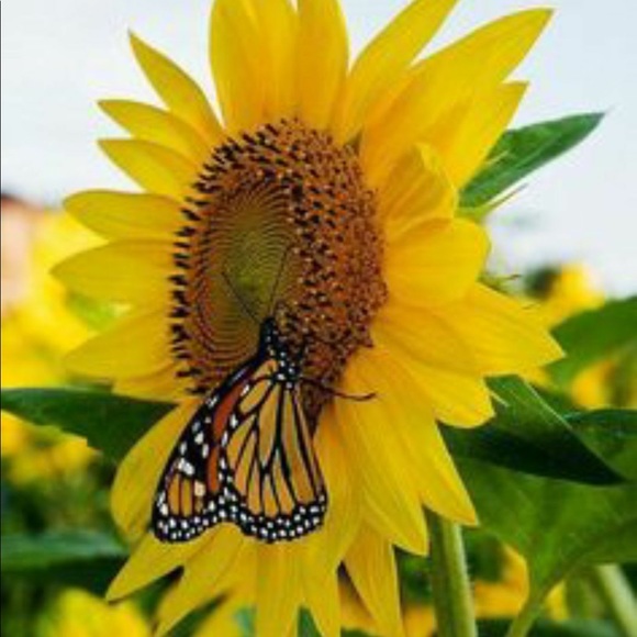 Meet your Posher, Jayda - Picture 1 of 1